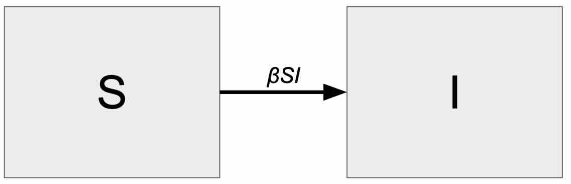 A diagram showing compartments
                             representing S and I with an arrow going from S to I with beta S I above it.
